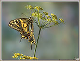 Machaon